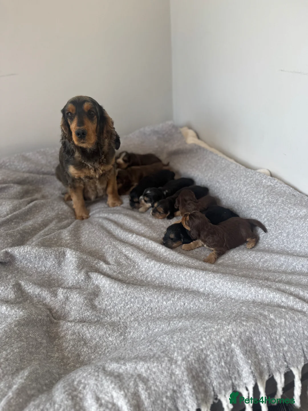 Cocker Spaniel dogs for sale: Stunning Show Cocker Spaniels  - Advert 15