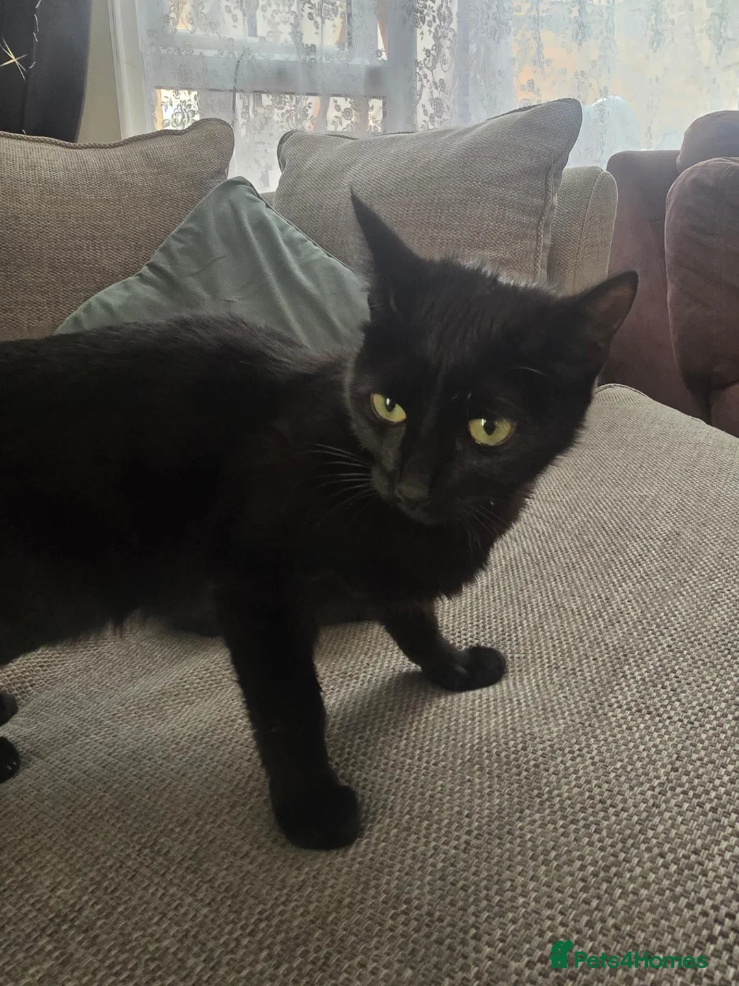 Mixed Breed cats for sale: 4 black kittens  for sale  in Weston-super-Mare - Advert 17