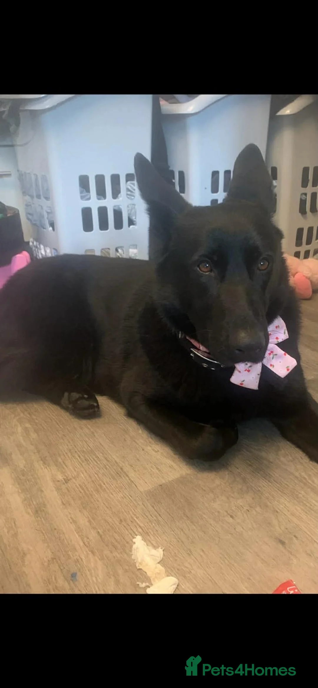 German Shepherd dogs for sale: Gorgeous puppies  - Advert 1