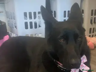 German Shepherd dogs Gorgeous puppies - Advert 14