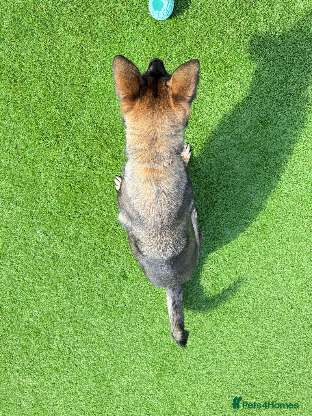 German Shepherd dogs for sale: Lovely German Shepherd Girl -Rare GSD Working Line - Advert 5