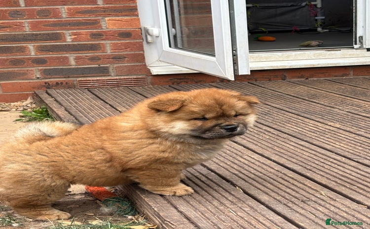 Chow Chow dogs - Advert 2