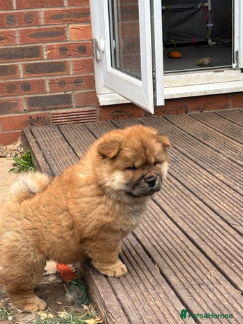 Chow Chow dogs - Advert 3
