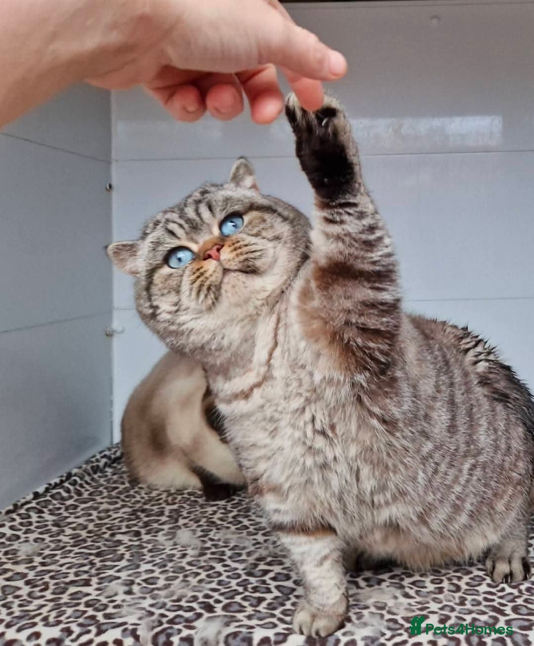 British Shorthair cats Seal Silver Tabby Pointed for stud duties  - Advert 1