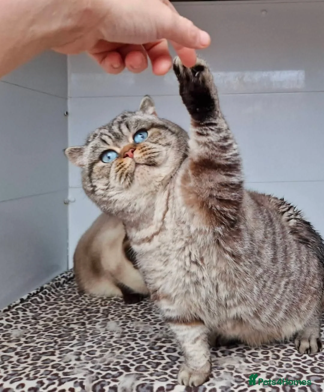 British Shorthair cats for stud: Seal Silver Tabby Pointed for stud duties  - Advert 1
