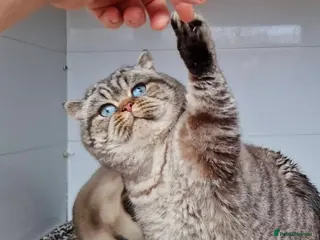 British Shorthair cats Seal Silver Tabby Pointed for stud duties - Advert 1