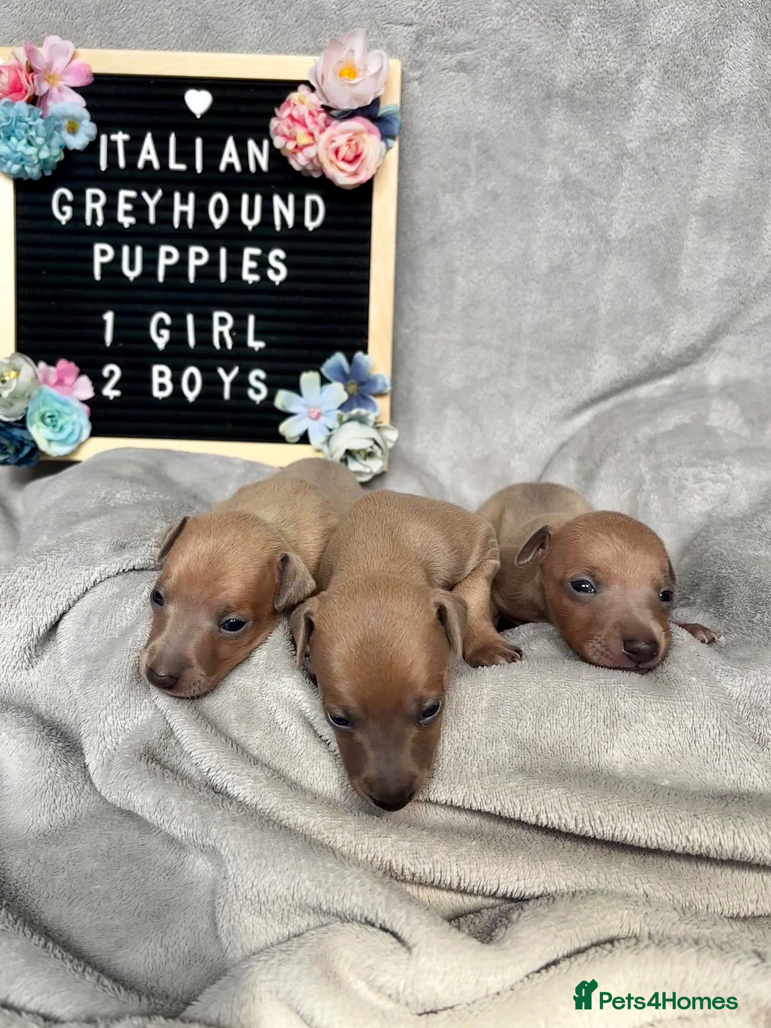 Italian Greyhound dogs Outstanding Italian Greyhound Puppies - Advert 4