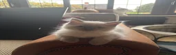 Ragdoll cats for sale: Beautiful Pure Ragdoll kittens - Advert 32
