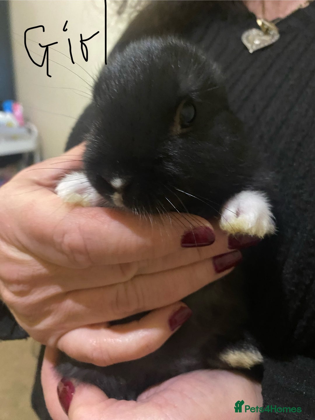 Mixed Breed rabbits for sale: 5 Rex/lionhead mix bunnies for sale - Advert 16