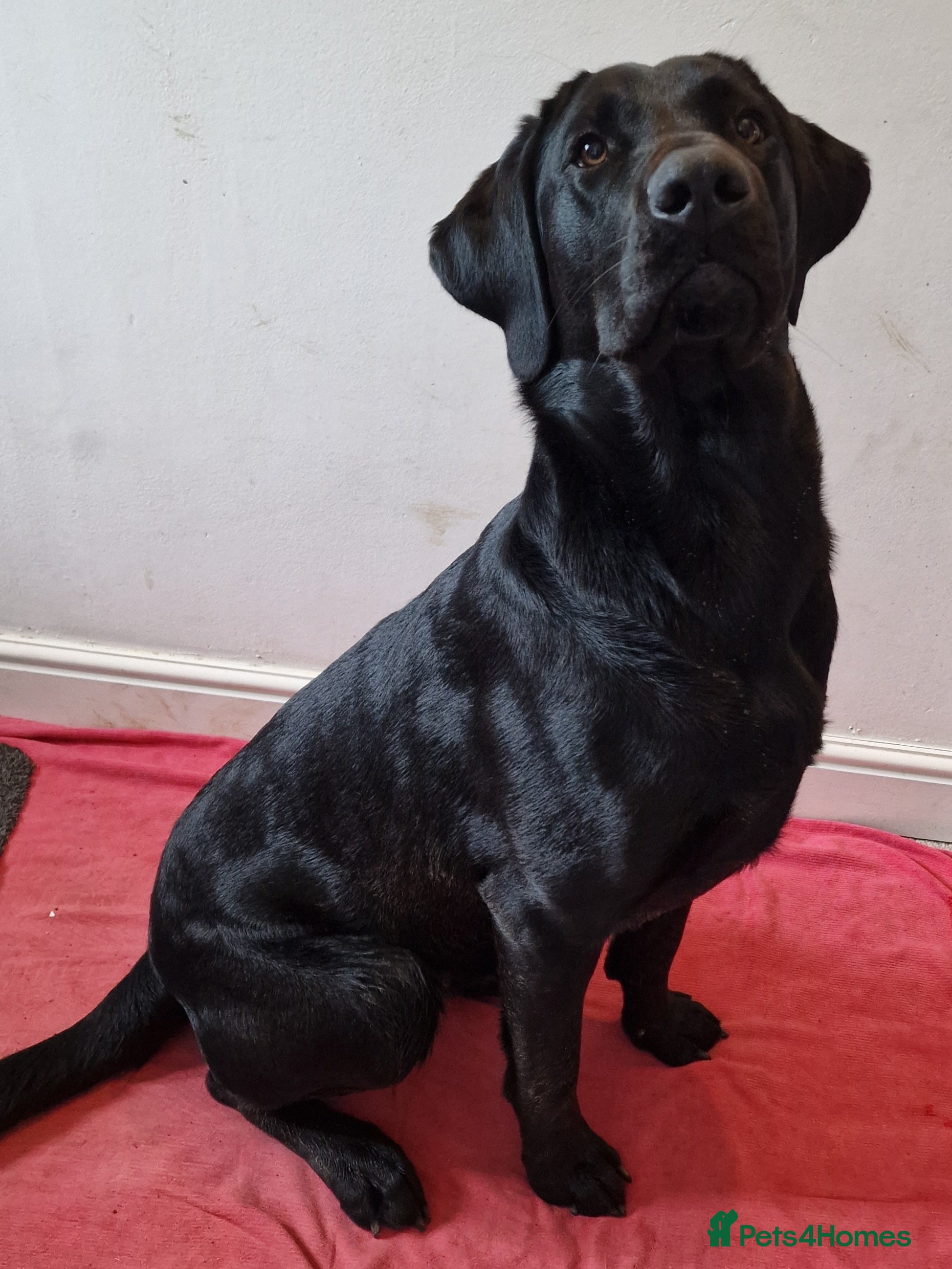 Labrador Retriever dogs Kc registered proven black lab for stud in Chichester - Advert 14
