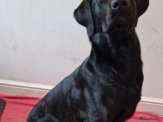 Labrador Retriever dogs in Chichester - Advert 1