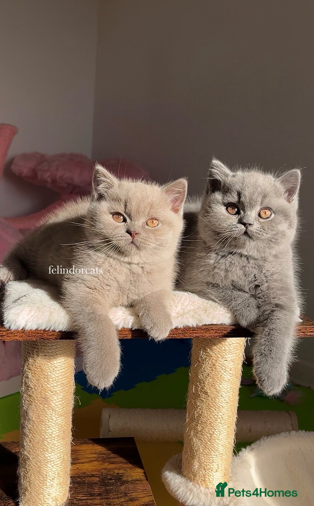 British Shorthair cats ✨ Top quality British shorthair ✨ - Advert 1