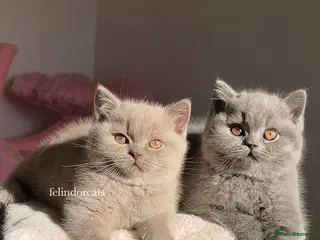 British Shorthair cats ✨ Top quality British shorthair ✨ - Advert 2