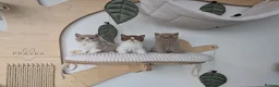 British Shorthair cats for sale: GCCF Registered Kittens  - Advert 18