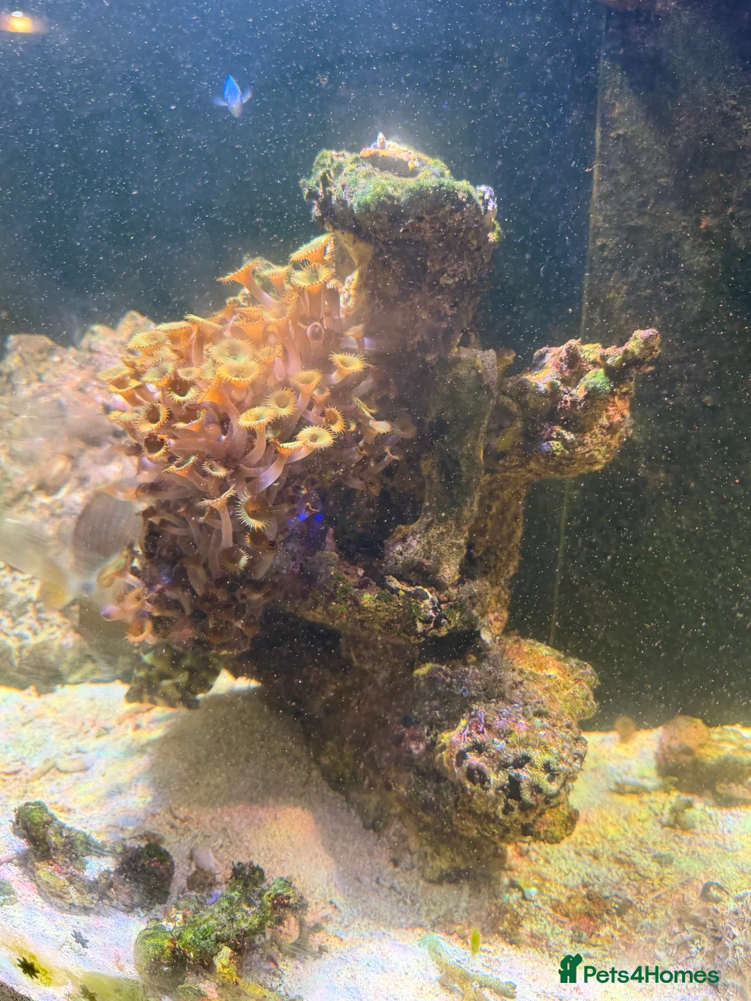 Angelfish fish for sale: mature marine tank closure  - Advert 5