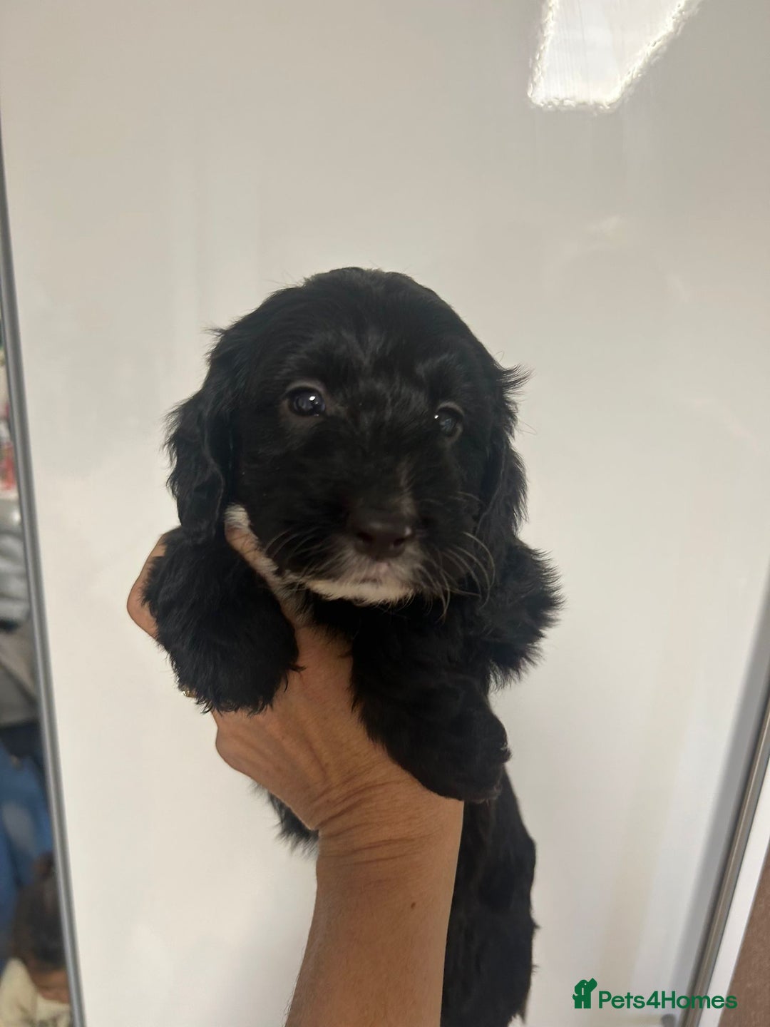 Cockapoo dogs for sale: Super cute spaniel x miniature poodle - Image 5