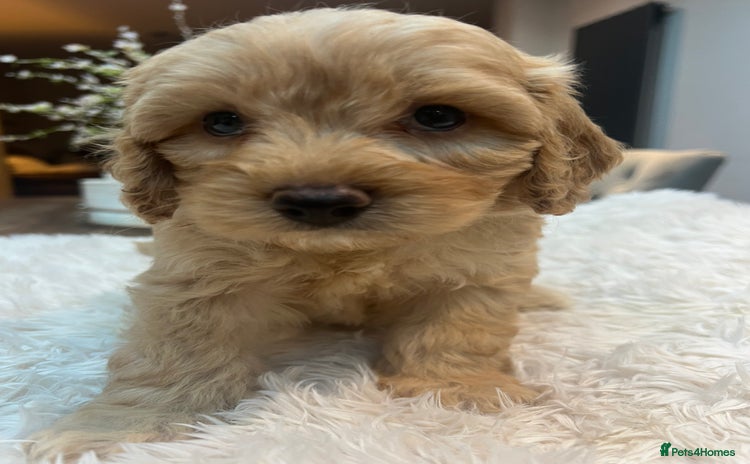 Cavapoochon dogs - Advert 1