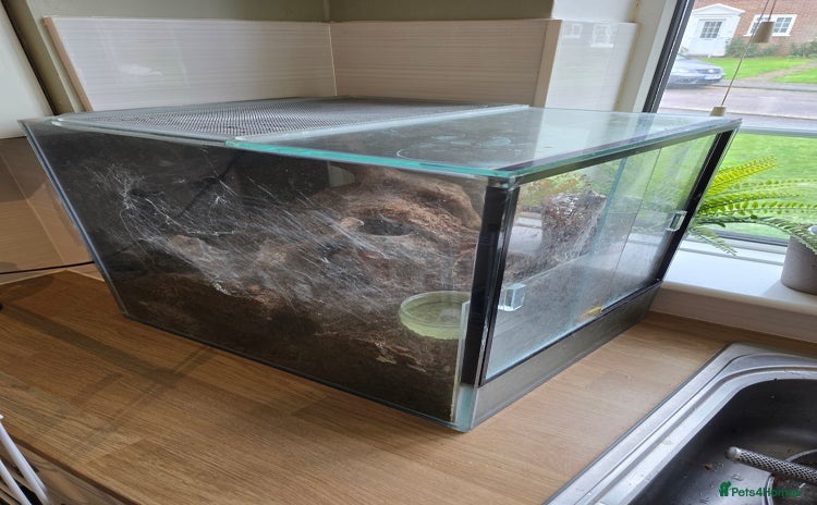 Tarantulas invertebrates - Advert 2