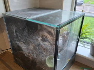 Tarantulas invertebrates Salmon pink birdeater - large female - Advert 24