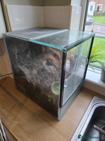Tarantulas invertebrates - Advert 3