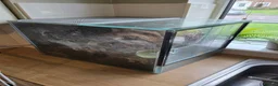 Tarantulas invertebrates for sale: Salmon pink birdeater - large female in Aylesbury - Advert 1
