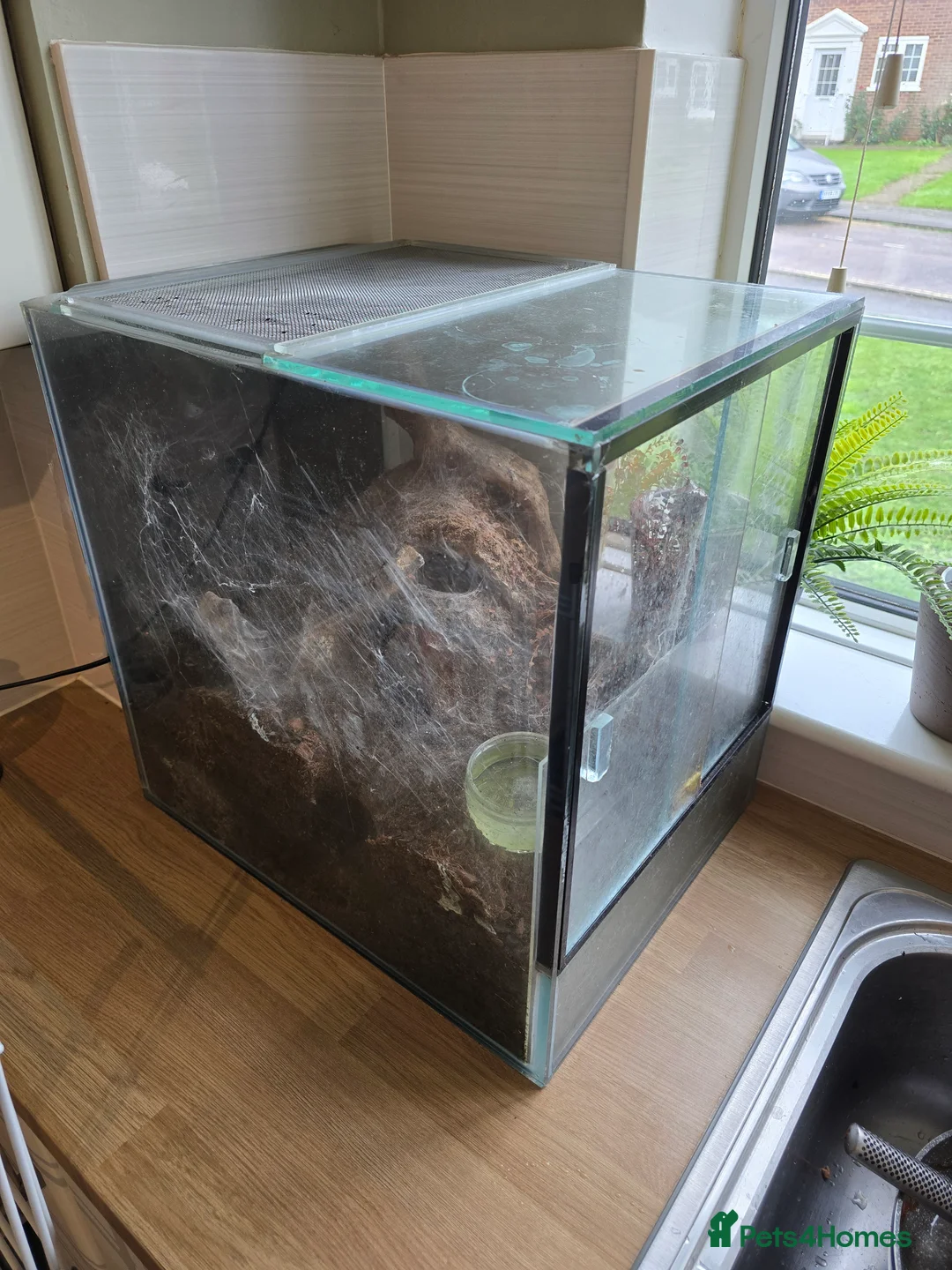 Tarantulas invertebrates for sale: Salmon pink birdeater - large female in Aylesbury - Advert 1