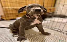 Cane Corso dogs for sale: CANE CORSO puppies  in Tamworth - Image 2