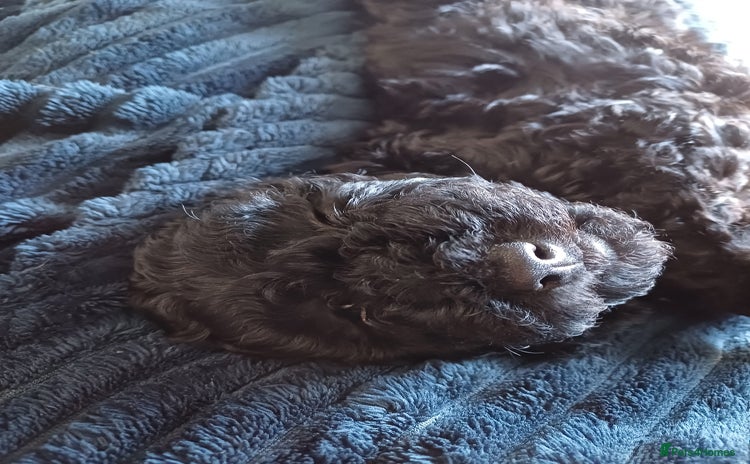 Labradoodle dogs - Advert 4