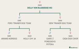 German Shepherd dogs for sale: 🧬Working Line German Shepherds, Full HealthTested - Image 10