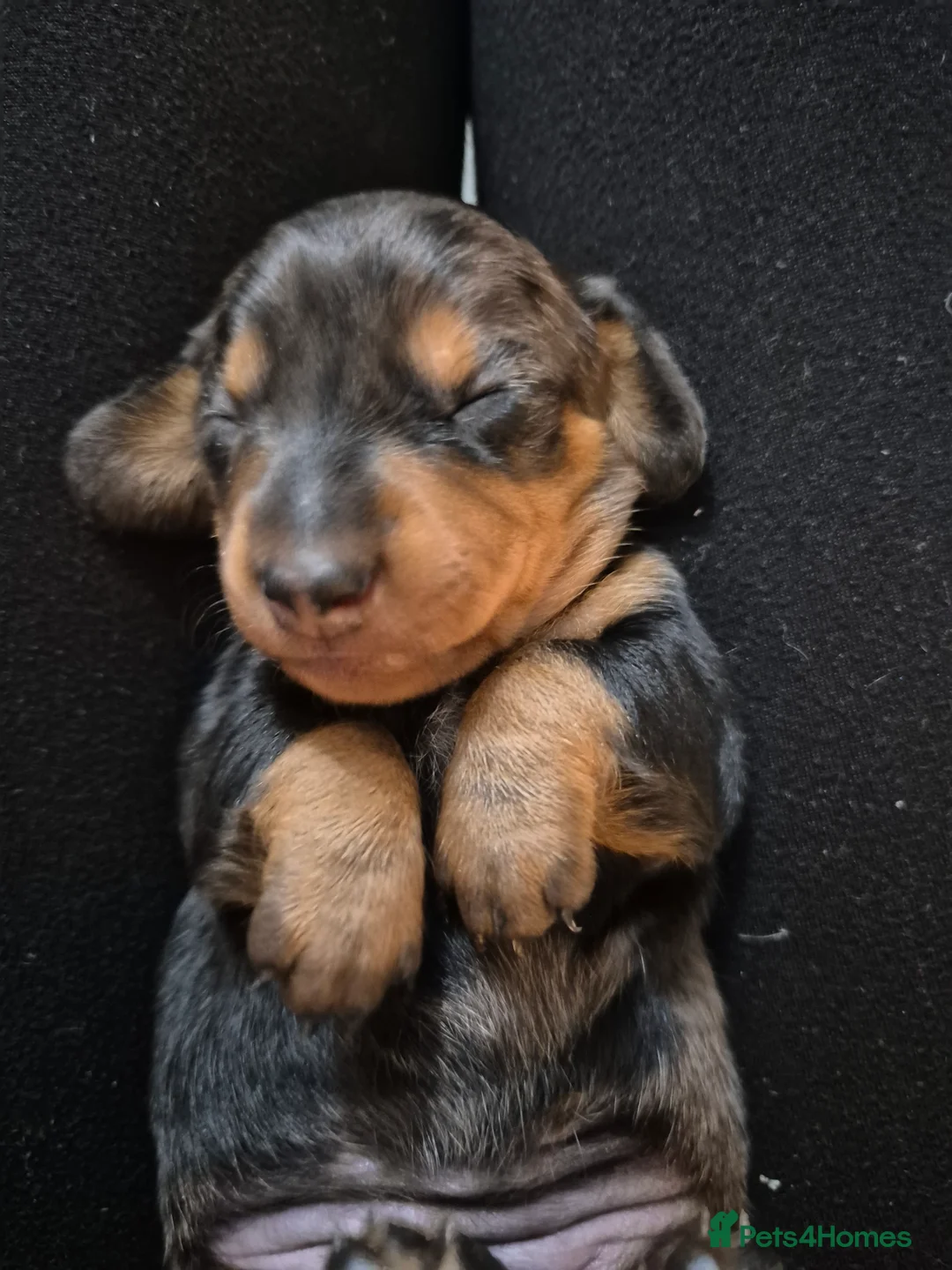 Miniature Dachshund dogs for sale: Miniature Dachshund puppies  in Wigton - Advert 2