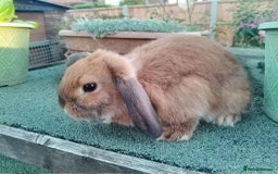 Mini Lop rabbits for sale: Pretty Female & Male Minilop Baby Rabbits - Image 3