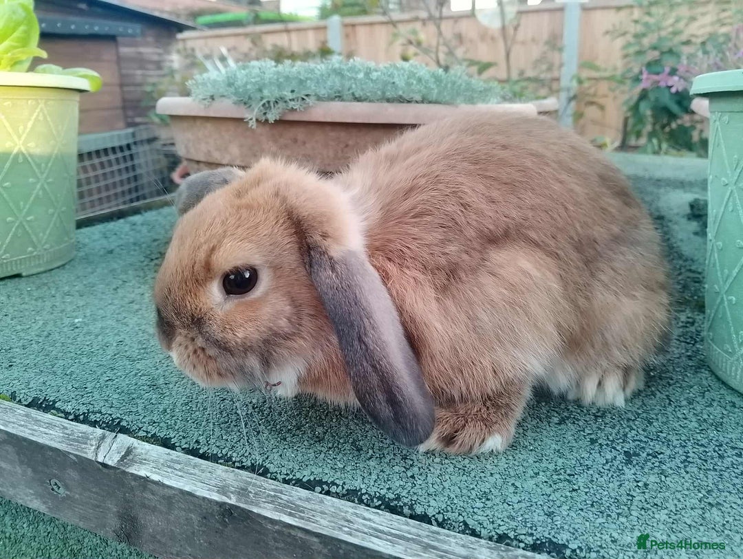 Mini Lop rabbits for sale: Pretty Female & Male Minilop Baby Rabbits - Image 3