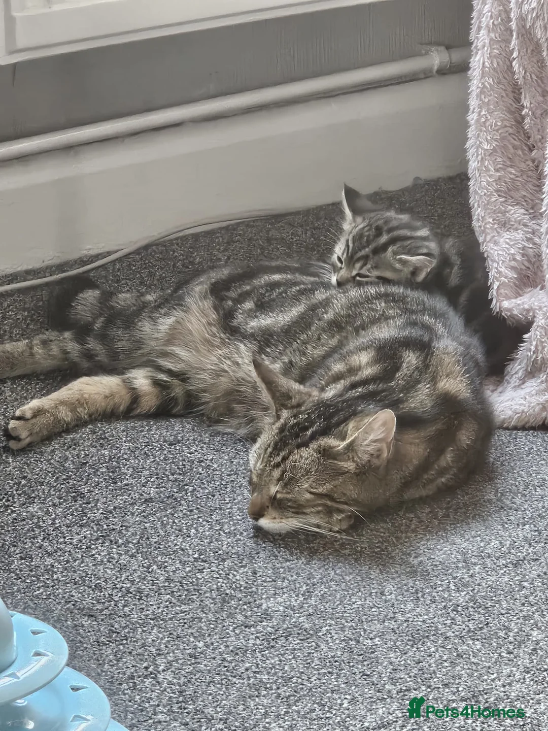 Mixed Breed cats for sale: 2 adorable kittens - Advert 1