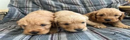 Cockapoo dogs for sale: Cockapoos in Bodmin - Advert 4
