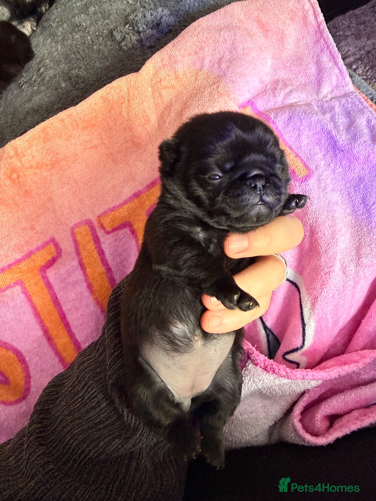 Pug dogs 🐾 **PUG PUPPIES – INTEREST NOW BEING TAKEN 🐾** - Advert 1