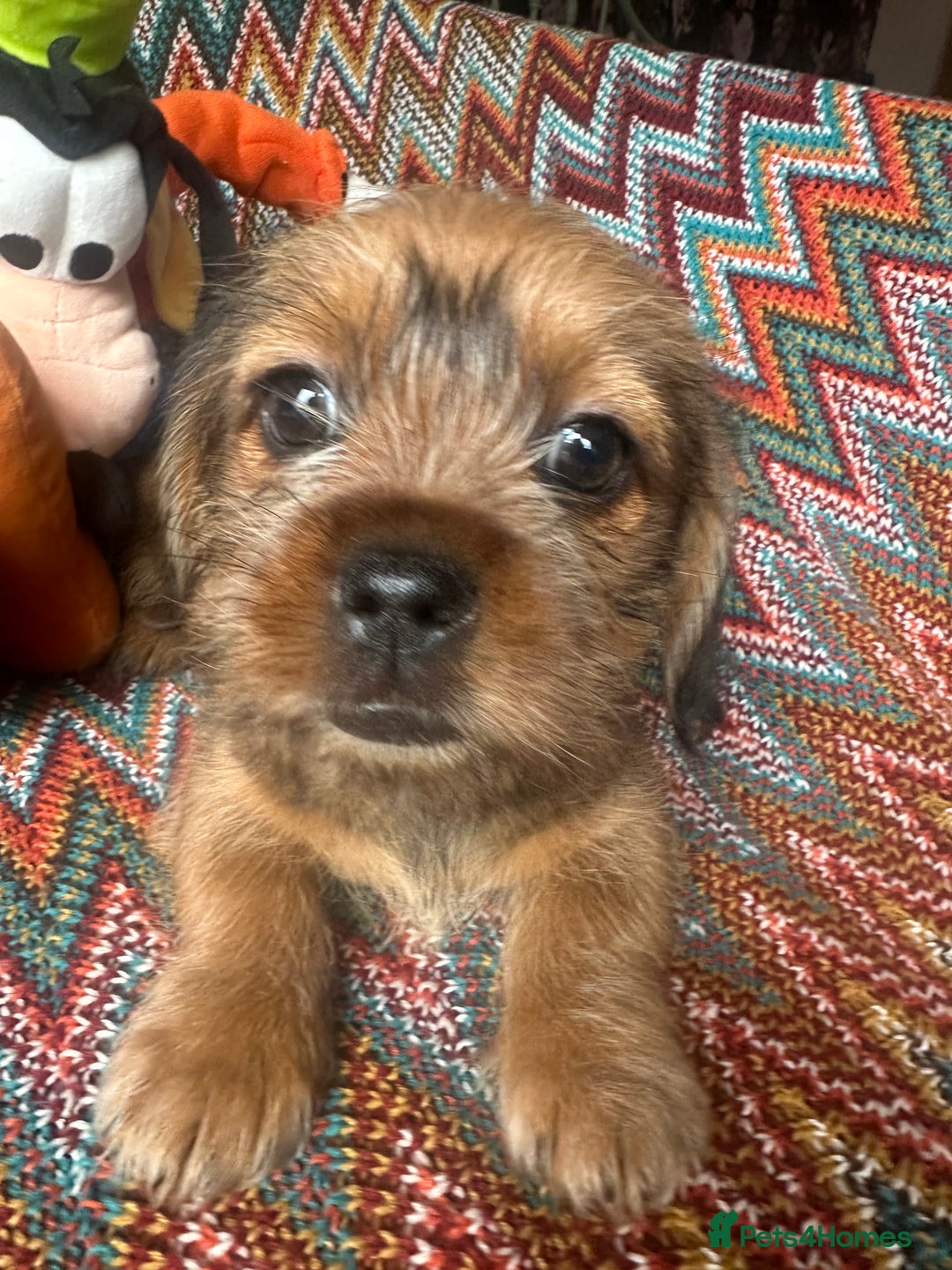 Norwich Terrier Norfolk Terrier Cross Puppies Border Terrier Mix