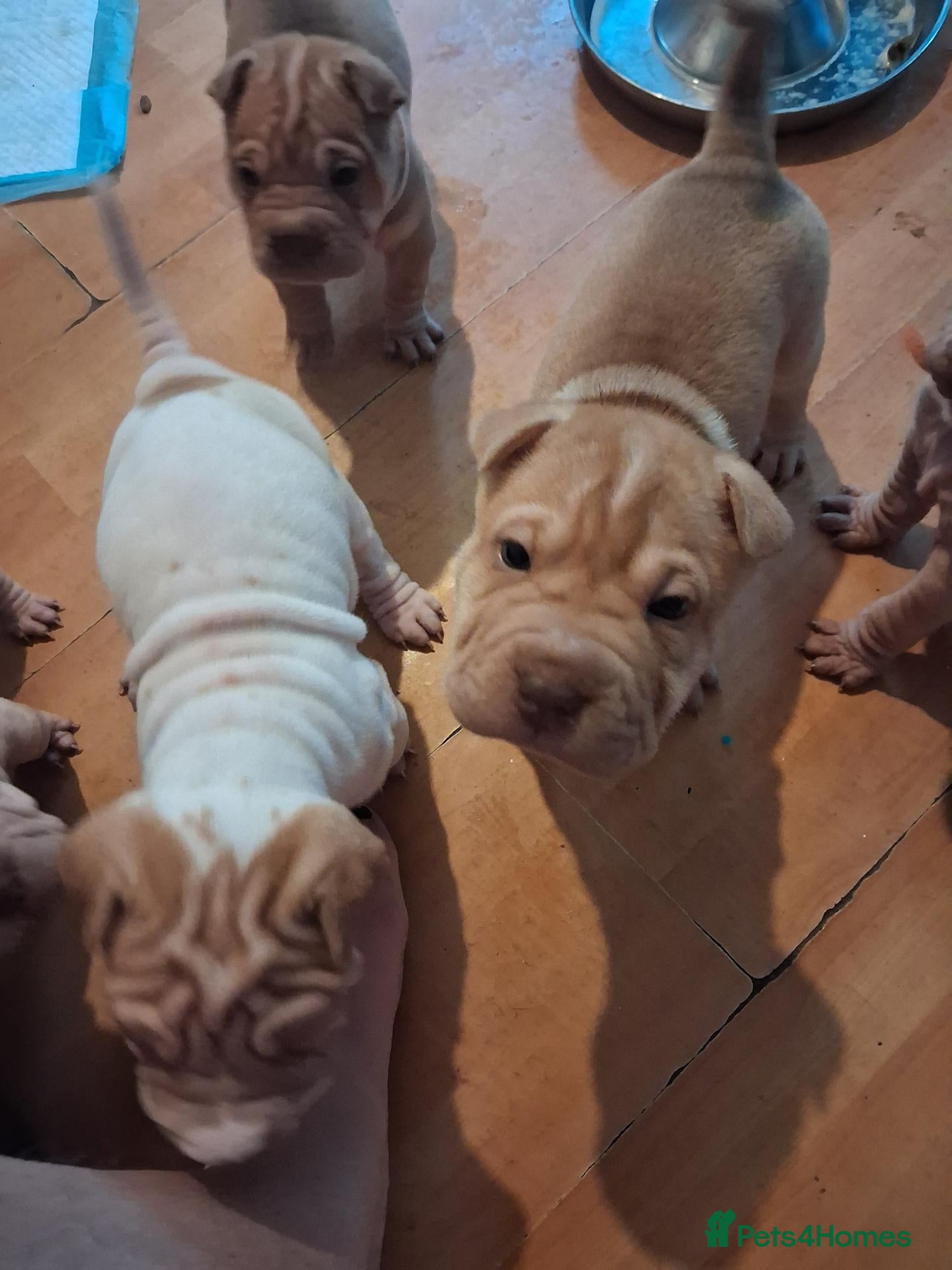 Shar Pei dogs Beautiful puppies ( shar pei) - Advert 9