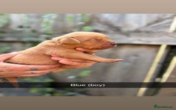 Labrador Retriever dogs for sale: Stunning Fox Red Labrador puppies  - Image 9
