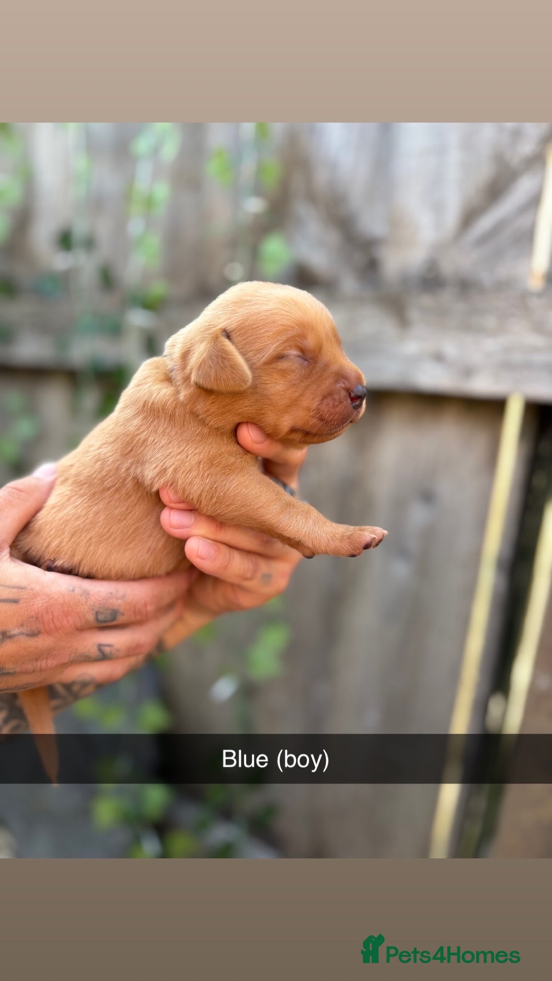 Labrador Retriever dogs for sale: Stunning Fox Red Labrador puppies  - Image 9