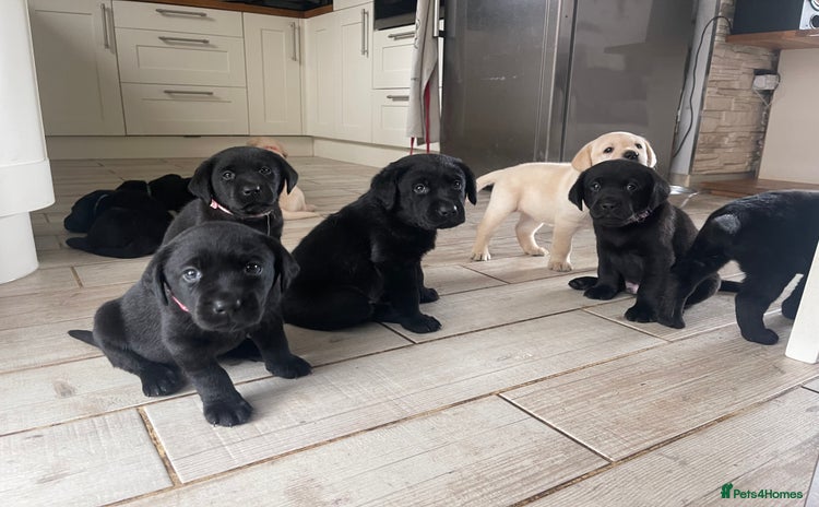 Labrador Retriever dogs - Advert 1