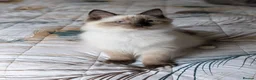 Ragdoll cats for sale: Gorgeous Seal Mitted Ragdoll Boy  - Advert 6