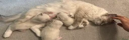 Ragdoll cats for sale: 3 Ragdoll kittens - Advert 3