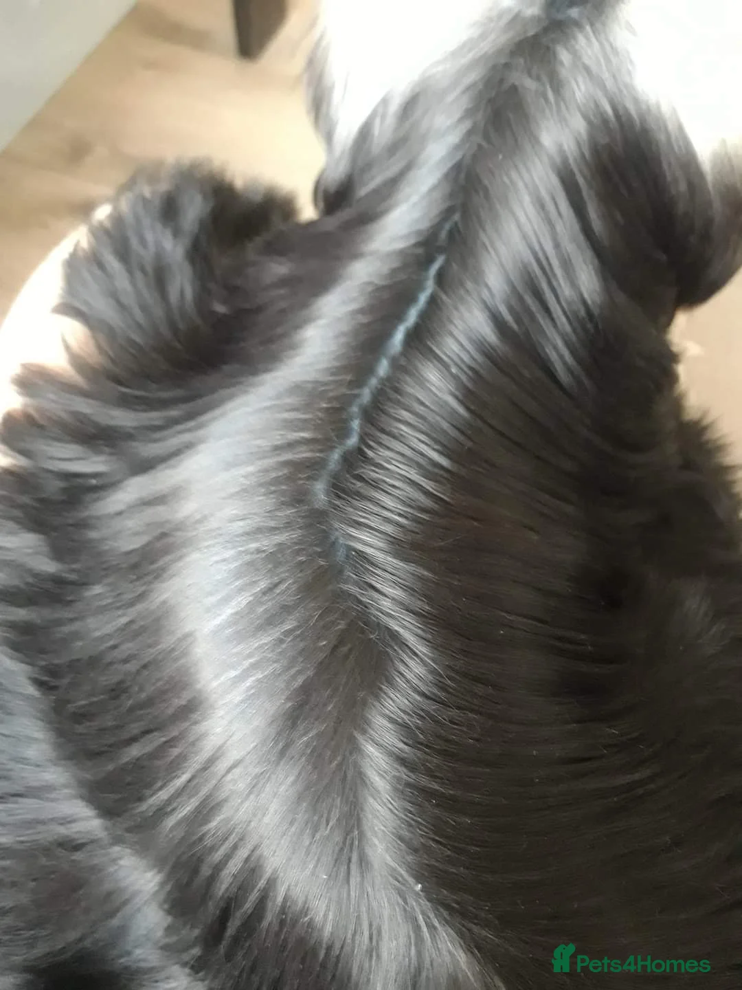 Yorkshire Terrier dogs for stud: KCReg Assured Breeder/Benjamin looking for a date in Southampton - Advert 14