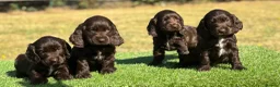 Cocker Spaniel dogs for sale: Beautiful litter of qauilty show type cockers  - Advert 3
