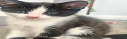 Mixed Breed cats for sale: 3 Kittens!! in Birmingham - Advert 2