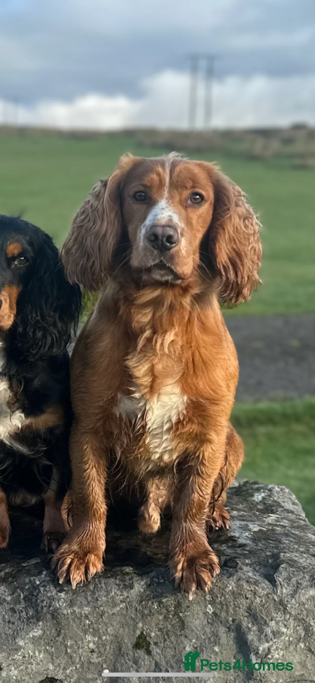 Cocker Spaniel dogs for stud: cocker spaniel in Treharris - Advert 2