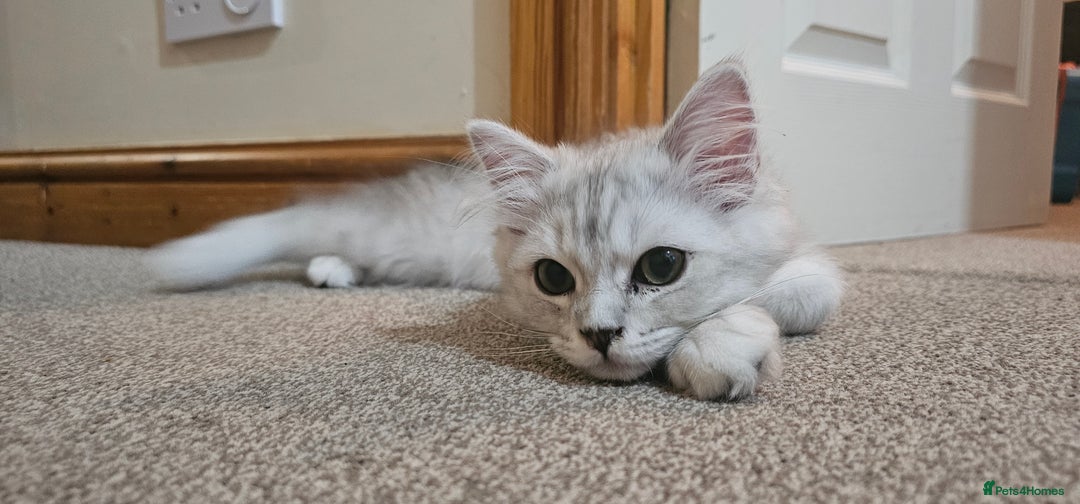Ragdoll cats for sale: He's a ragdoll mix  - Image 3