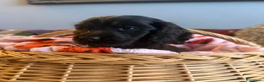 Cocker Spaniel 6