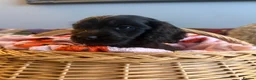 Cocker Spaniel dogs for sale: Ready now show cocker spaniel puppies  - Advert 4