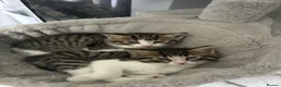 Mixed Breed cats for sale: 3 boys and 1 girl available  in Glasgow - Advert 5